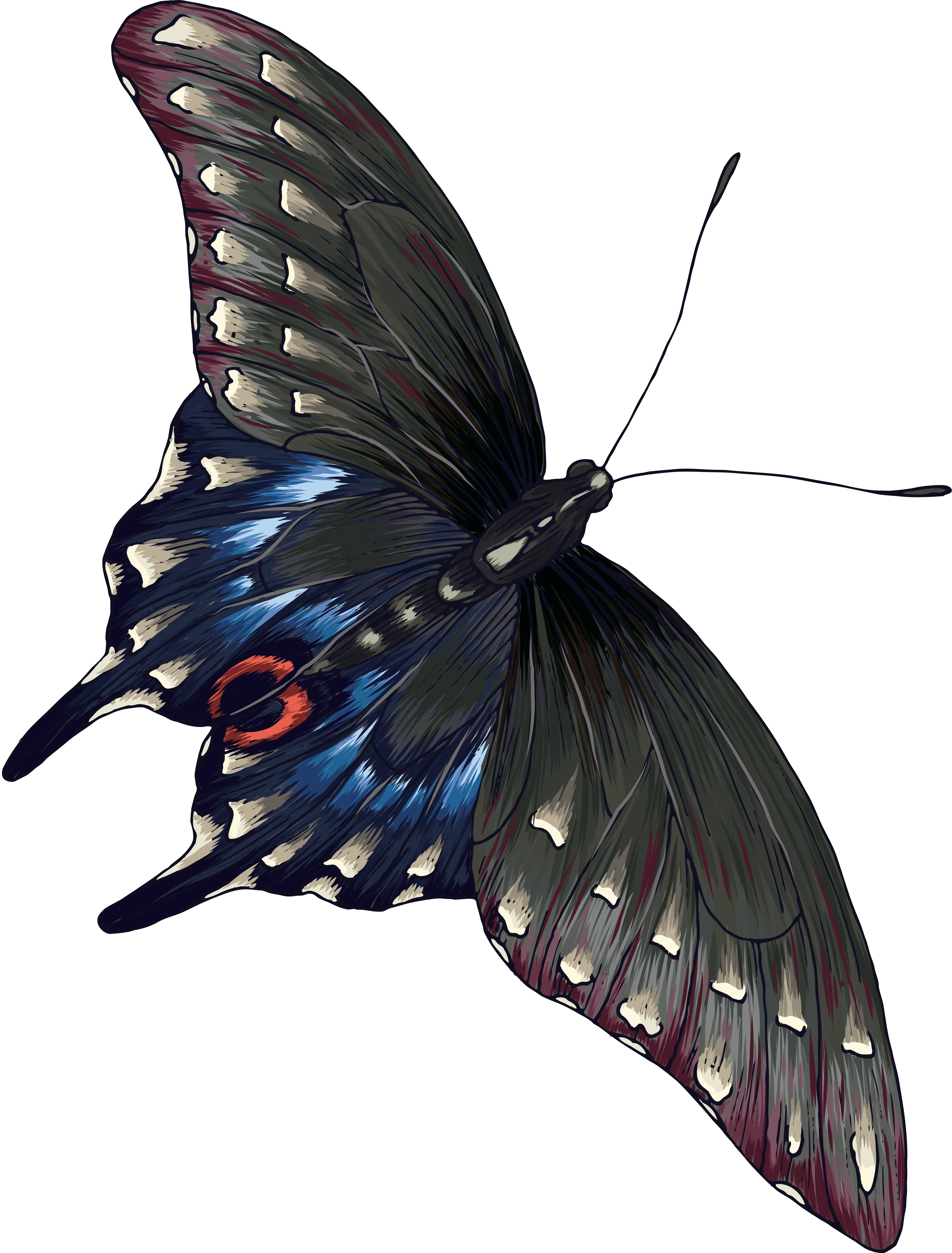 grey butterfly PNG