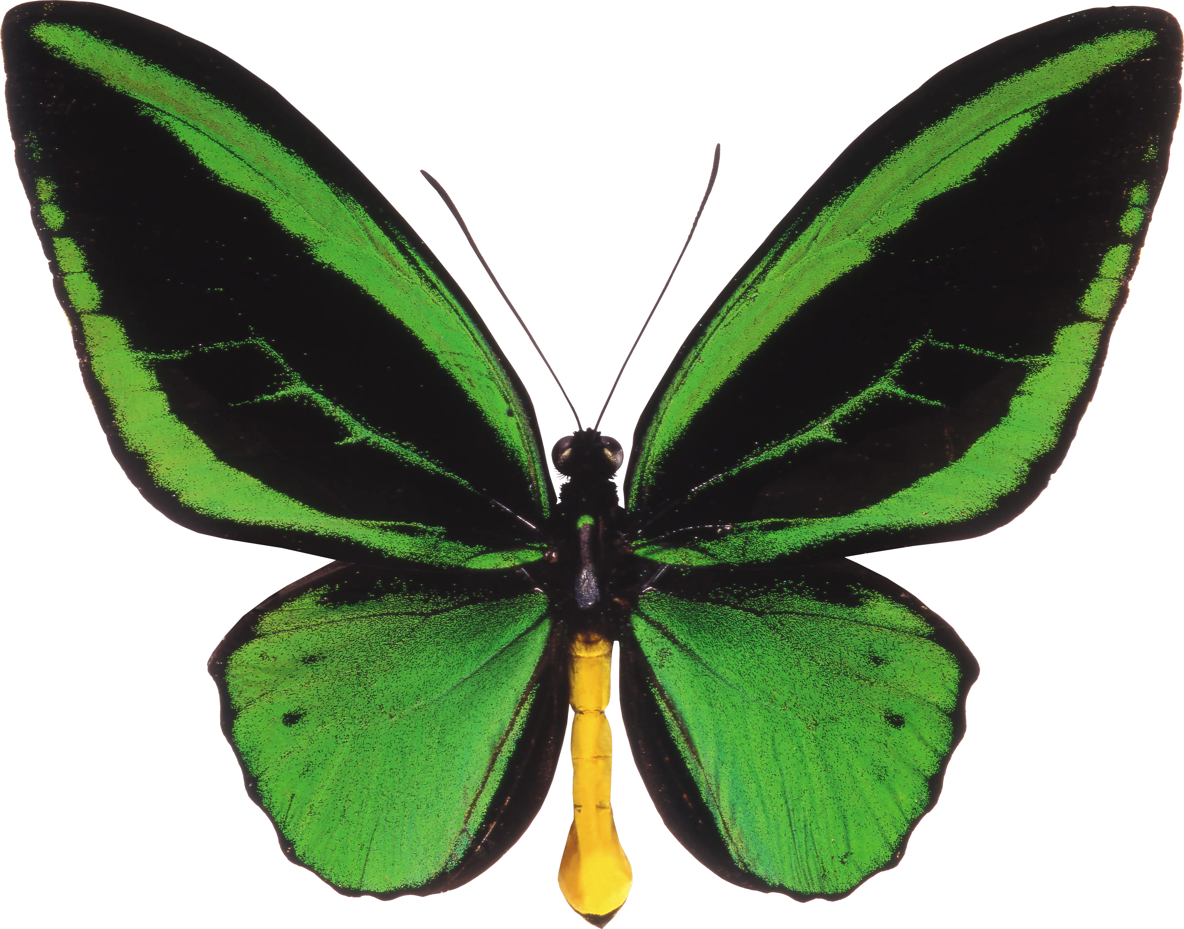 Butterfly PNG