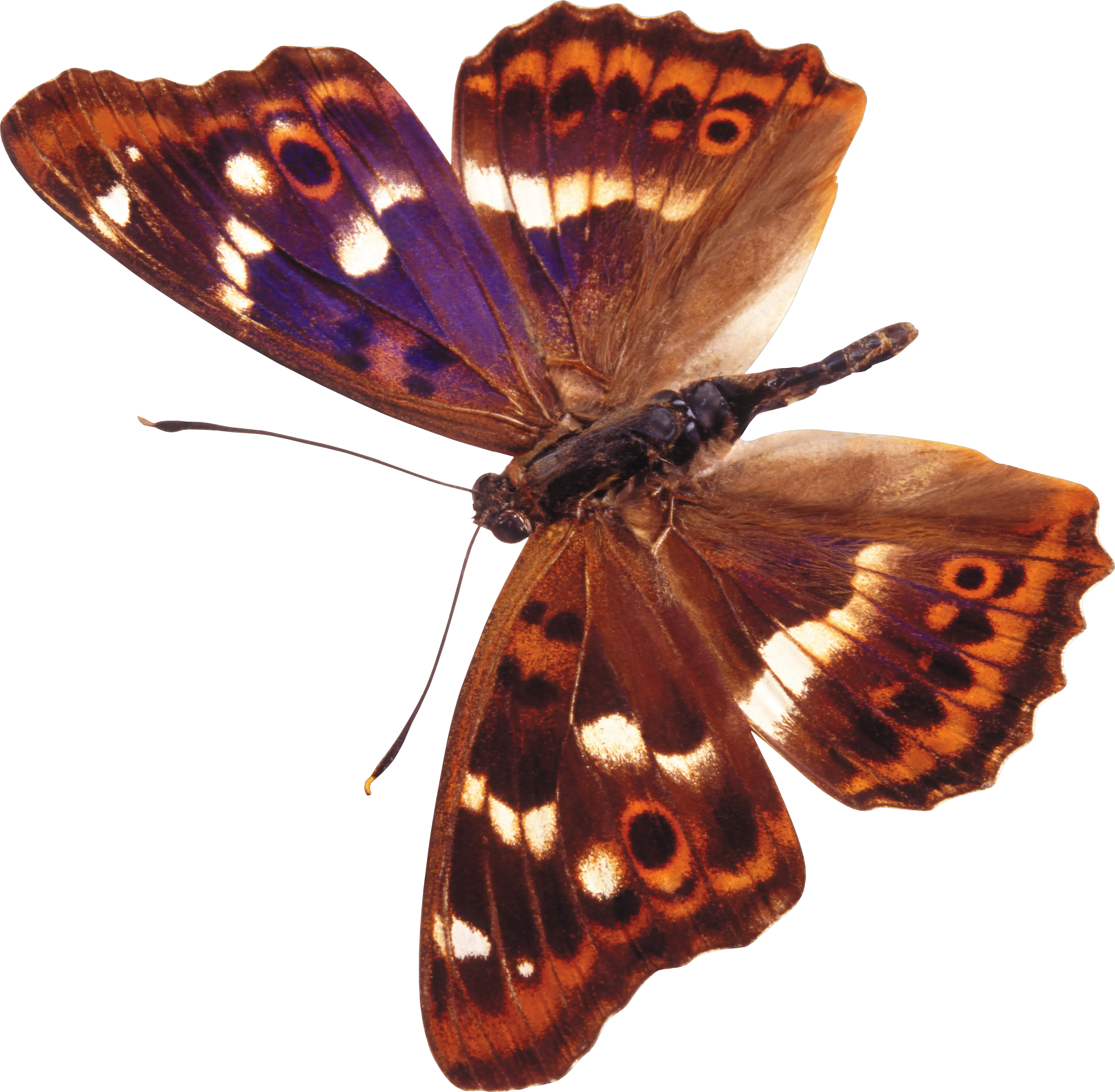 Butterfly PNG