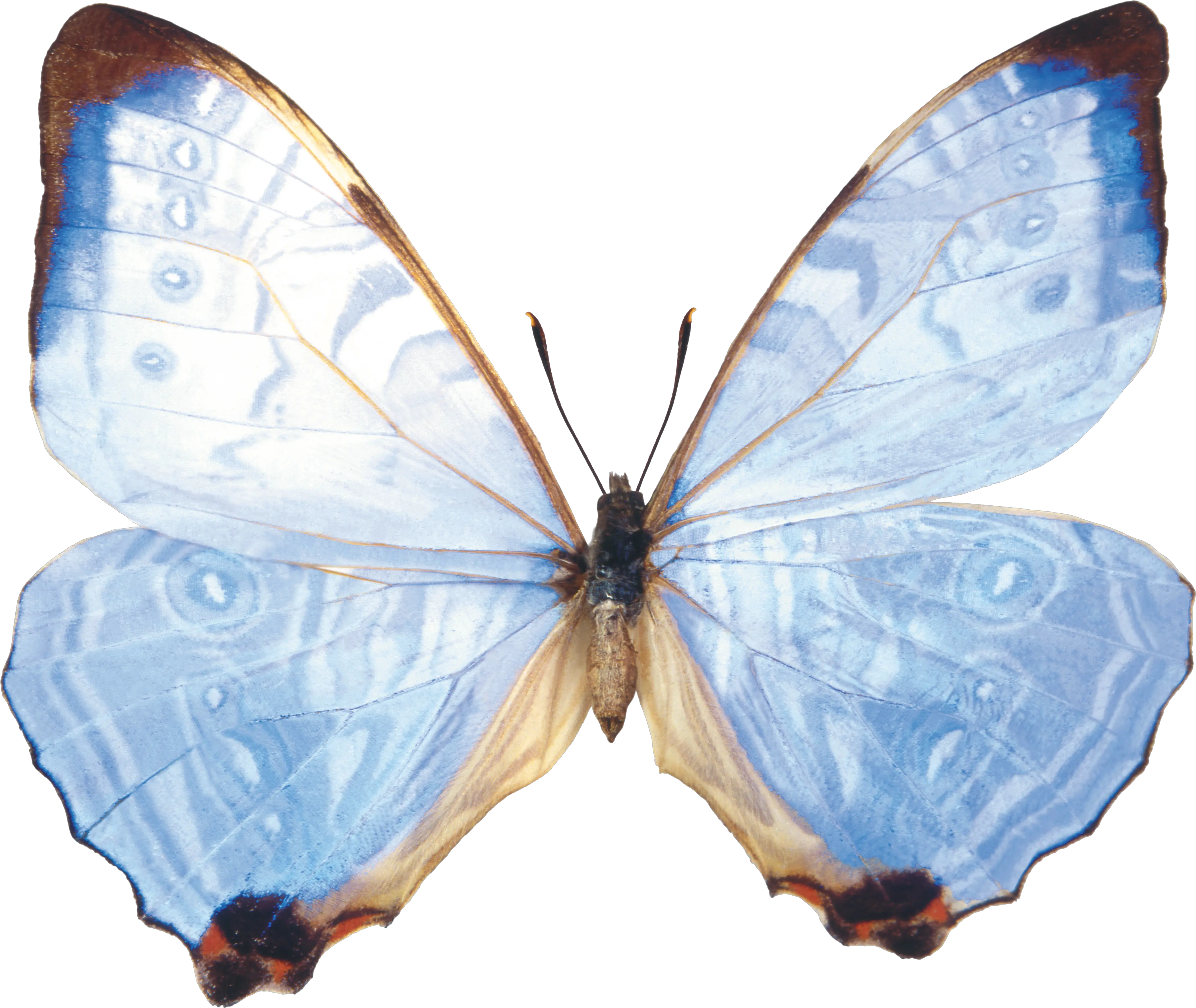 Butterfly PNG